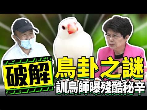 歸鳥卦